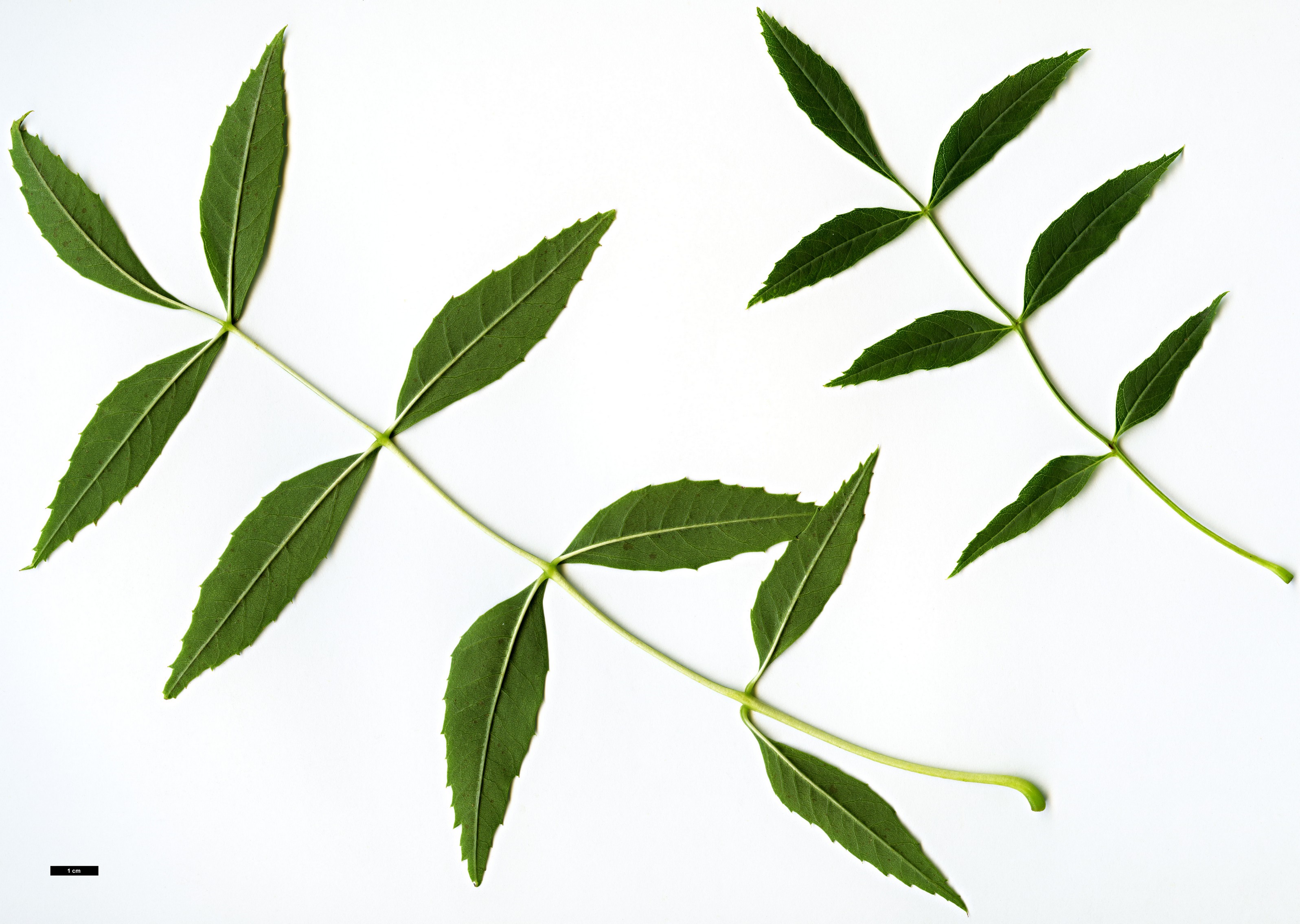 High resolution image: Family: Oleaceae - Genus: Fraxinus - Taxon: angustifolia - SpeciesSub: var. australis